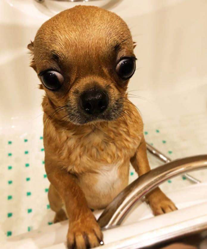 50+ Facts About Chihuahuas That You May Not Know Page 9