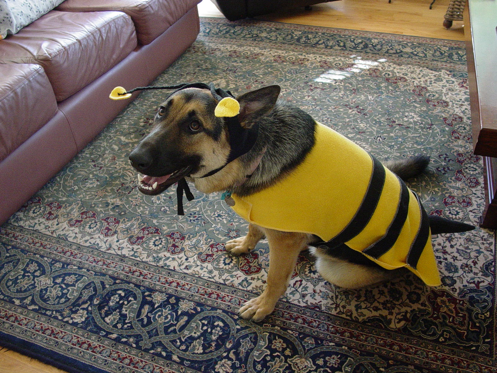 23 Costumes That Prove German Shepherds Always Win At Halloween  PupsToday