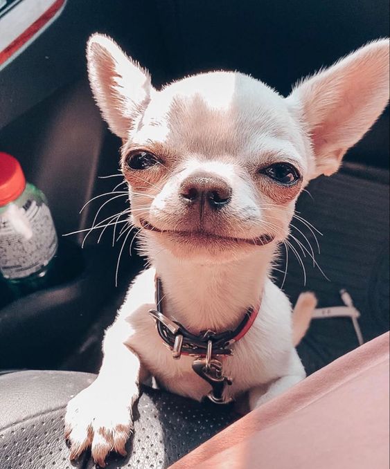 40+ Chihuahua Best Female Dog Names PupsToday