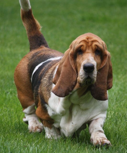 50+ Cool Basset Hound Dog Names PupsToday