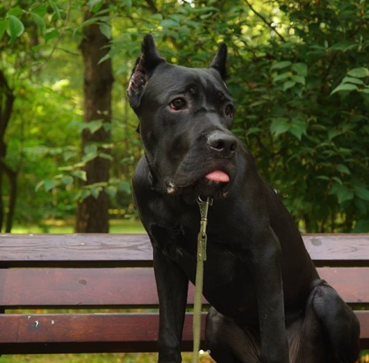 50+ Fantastic Male Cane Corso Dog Names PupsToday