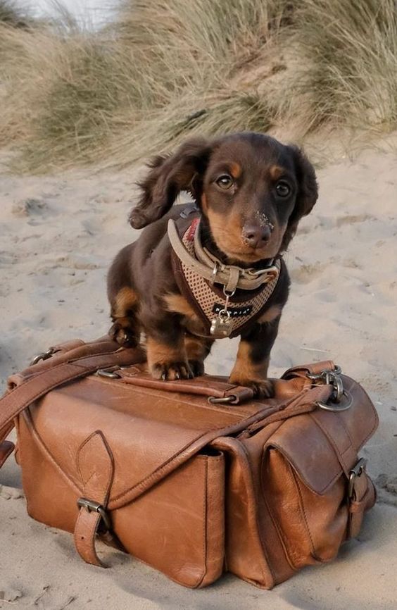 50+ Popular Dachshund Dog Female Names PupsToday