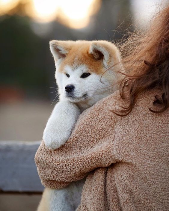 50+ Popular Akita Inu Female Dog Names PupsToday
