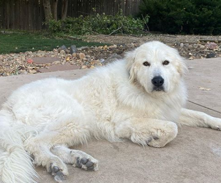 Great Dog Names Cute - Dachshund Names - 300 Ideas For Naming Your Wiener Dog / The top picks are names like these — riri, mimi, sweetie, as they are practical and maybe trendy within celebrities as well.