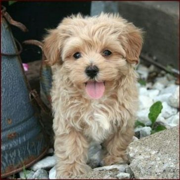 80+ Nature-Inspired Maltipoo Dog Names - PupsToday