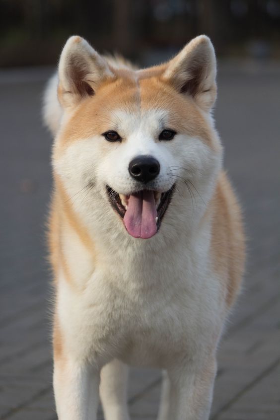 25+ Cool Akita Inu Dog Names PupsToday