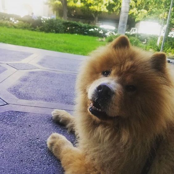 50+ Perfect Brown Chow Chow Dog Names PupsToday