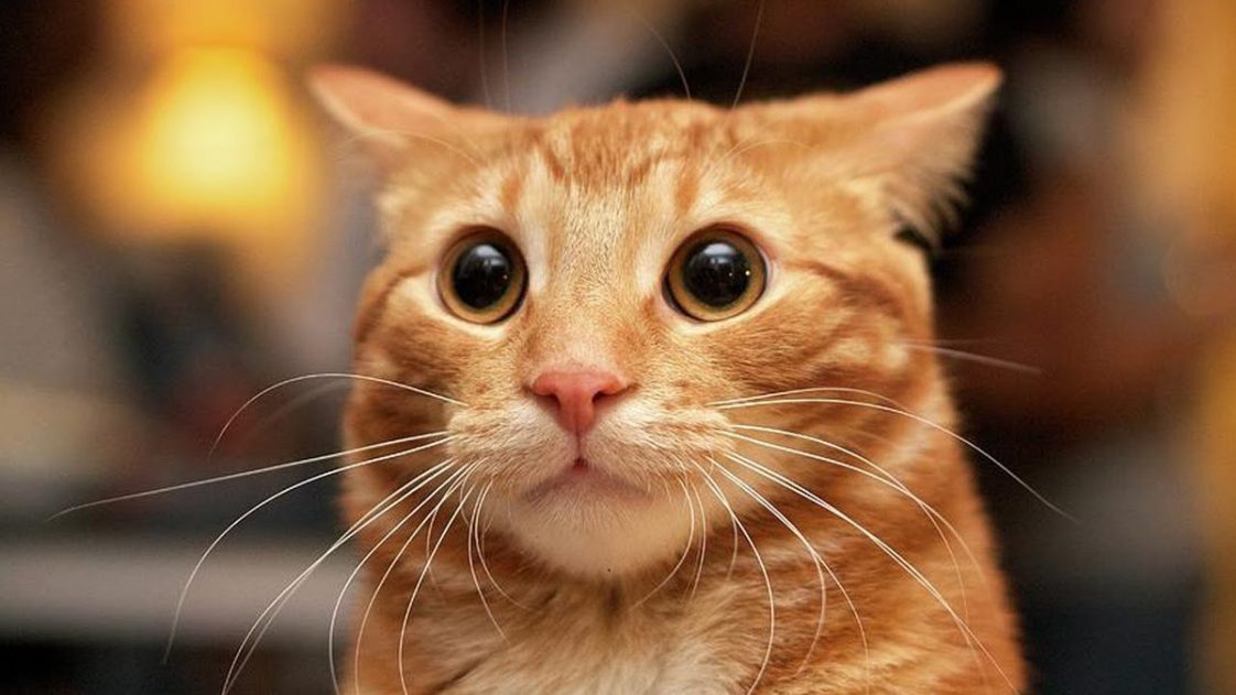 90 Funny Female Cat Names PupsToday