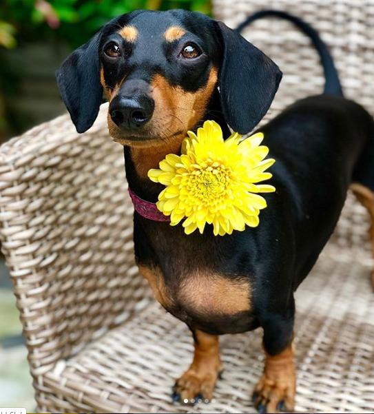 100+ Female Dachshund Names With Meanings PupsToday