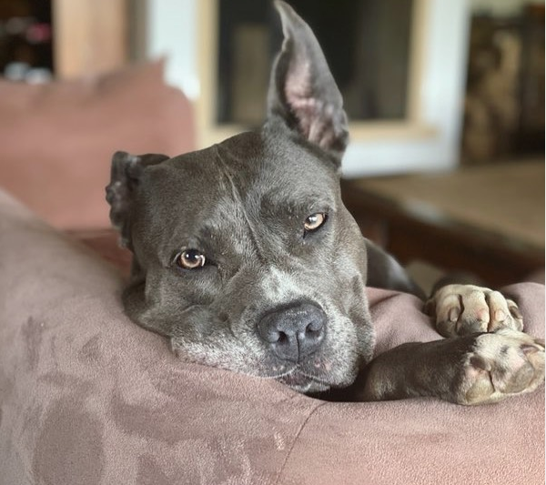 100 Unique Vicious Dog Names PupsToday