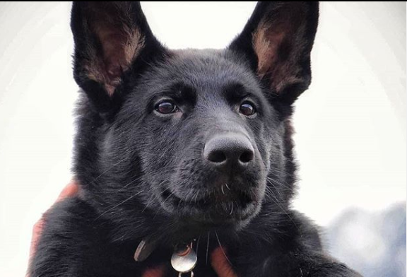 25 Black German Shepherd Names PupsToday