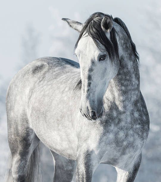 50 Perfect Silver Horse Names PupsToday
