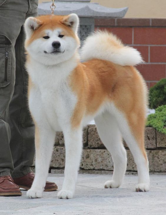 35+ Perfect Guard Akita Inu Dog Names PupsToday