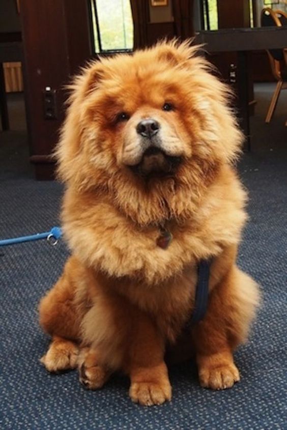 90+ Best Boy Chow Chow Dog Names of 2020 PupsToday