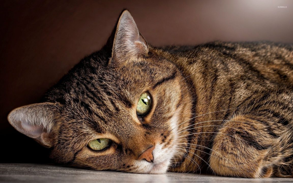 35 Most Popular Brown Tabby Cat Names PupsToday