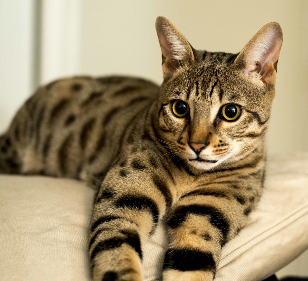 Top 40 Perfect Male Savannah Cat Names - PupsToday