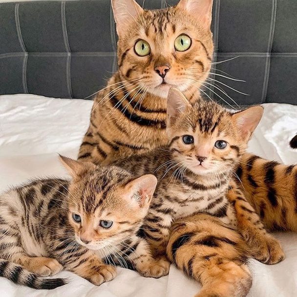 Top 60 Female Bengal Cat Name Ideas PupsToday