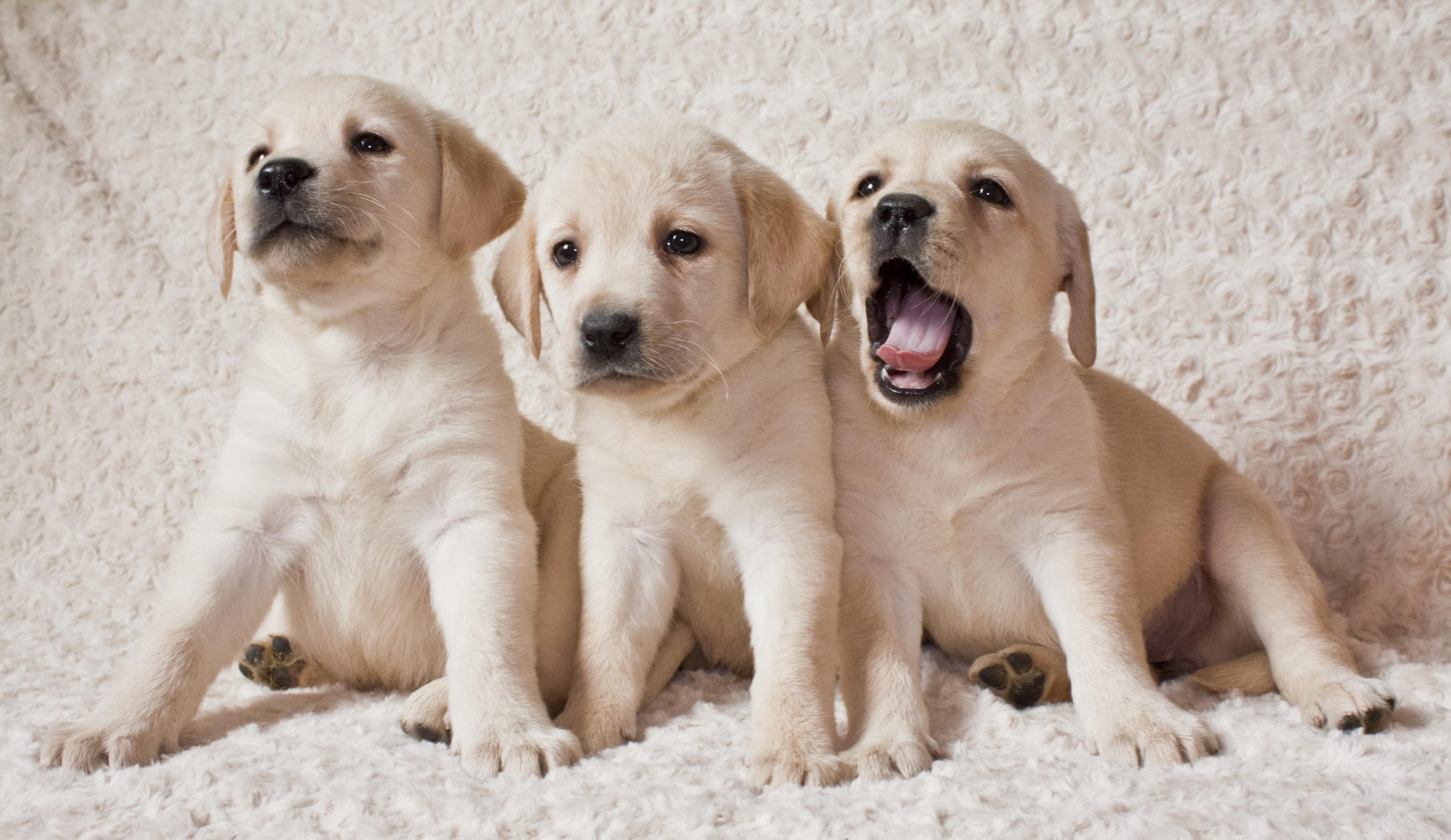 85 Beautiful Female Dog Names For Labradors PupsToday