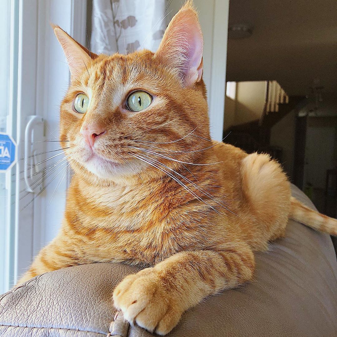 70 Unique Orange Cat Names PupsToday 70 Unique Orange Cat Names PupsToday