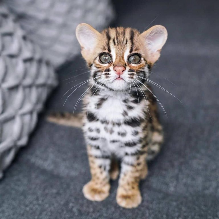 Top 40 Funny Female Cat Names PupsToday